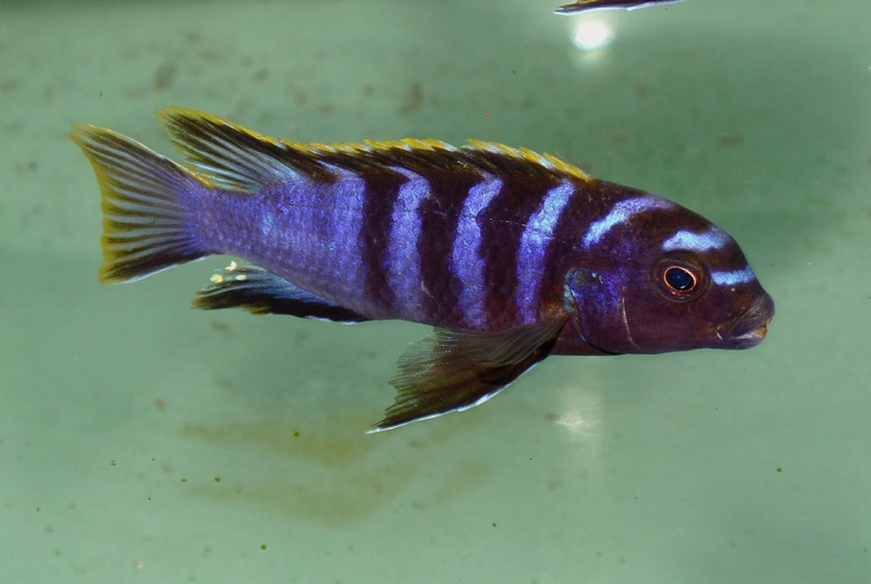 Labidochromis sp. 'mbamba' Mbamba Bay